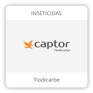Card_Captor