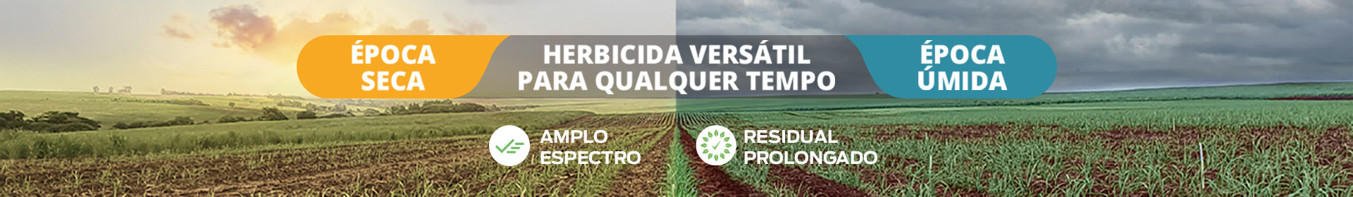 Ameris - Banner Site