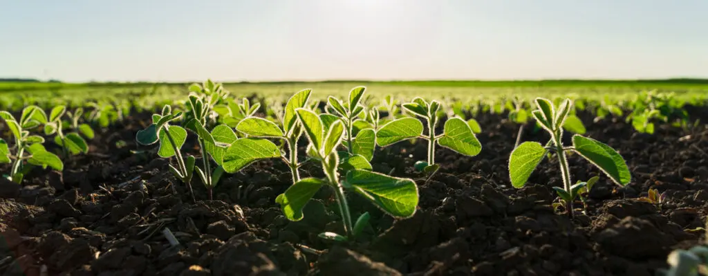 Small soybean plants grow in a field in black soil. Beautiful soybean sprouts grow in an agricultural field Small soybean plants grow in a field in black soil. Beautiful soybean sprouts grow in an agricultural field.