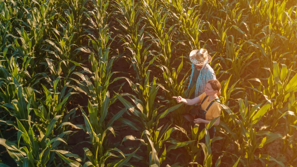 Como calcular a produção de milho por hectare? Como calcular a produção de milho por hectare?