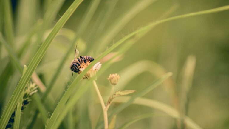 Abelhas na agricultura