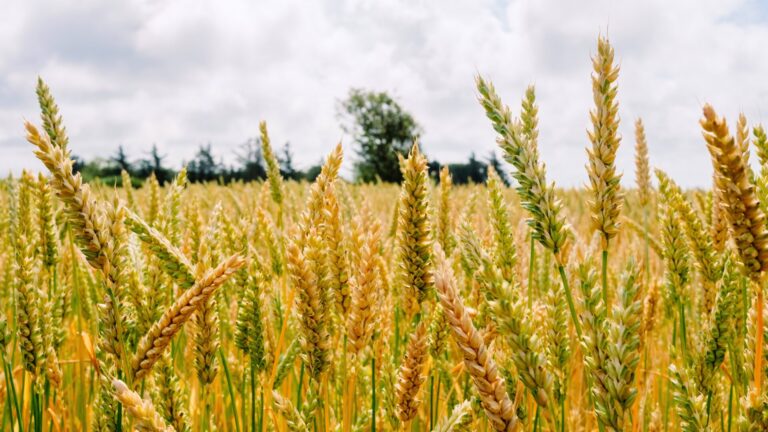 Guia completo do cultivo do trigo: quando plantar, pragas, doenças e manejo ideal