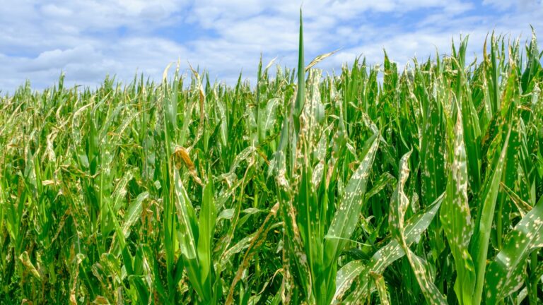 Mancha foliar: como identificar e quais culturas mais afetadas