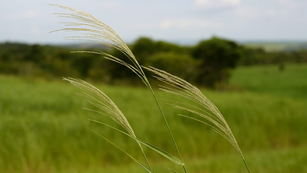 Impactos do capim-amargoso resistente na produtividade como identificar e combater