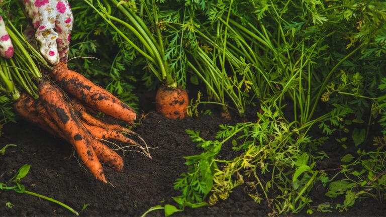 O que plantar em Julho: confira 15 cultivos ideias para este mês