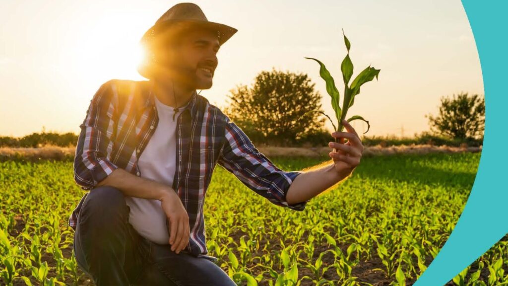 Culturas de inverno: guia de pragas e doenças para proteger sua lavoura