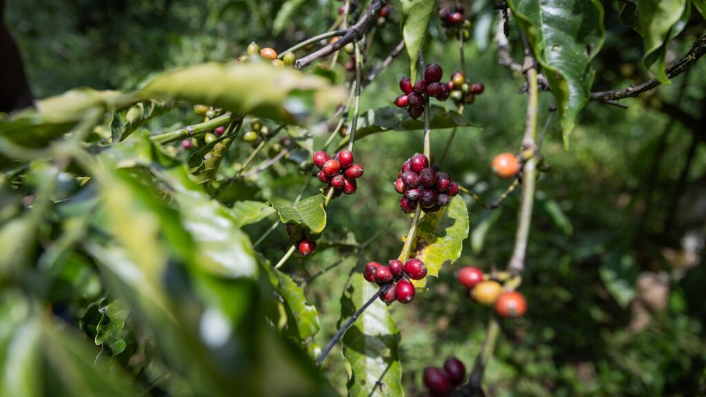8 doenças do café que todo produtor precisa conhecer