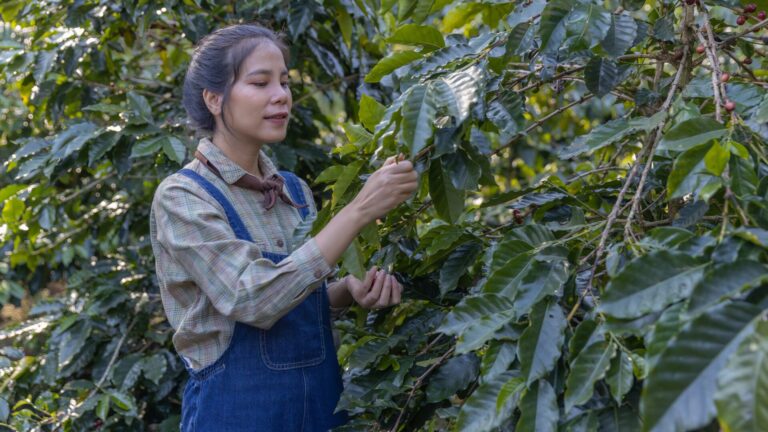 8 doenças do café que todo produtor precisa conhecer