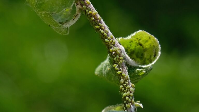 Como acabar com pulgão nas plantas?