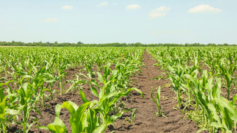 Culturas de Verão: principais cuidados pré e pós-plantio