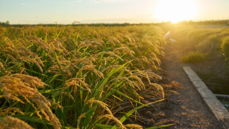 Como plantar arroz? Conheça os sistemas de cultivo e dicas de manejo