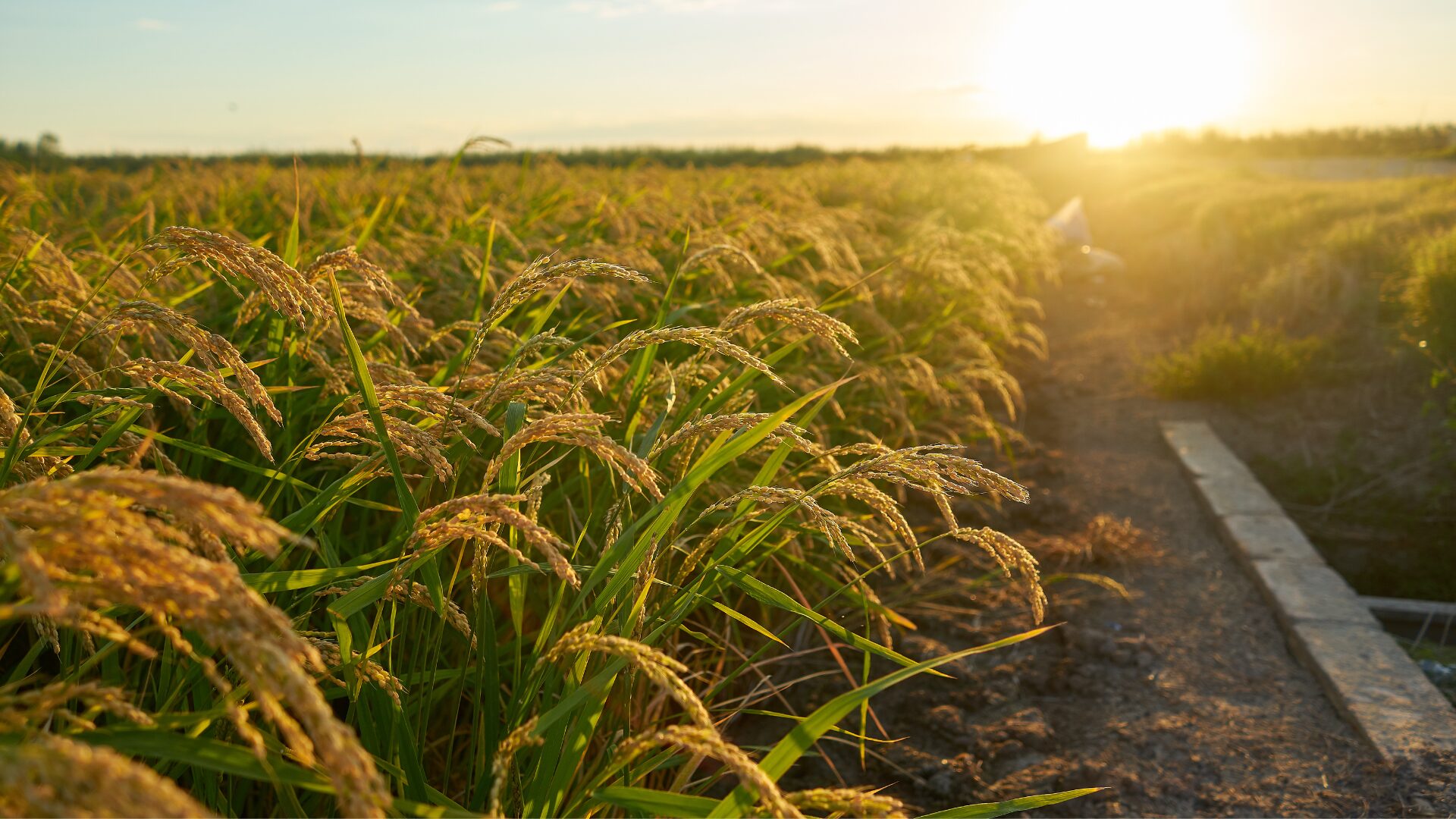 Como plantar arroz: sistemas de plantio e dicas de manejo