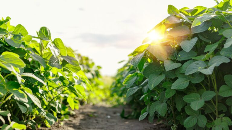 Calendário Agrícola