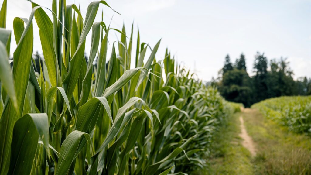 Como plantar milho safrinha? Dicas para ter sucesso na lavoura