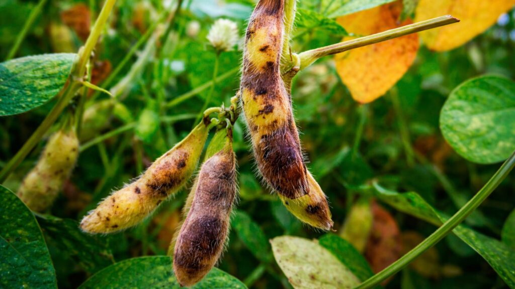 Antracnose: Entenda como a doença afeta sua lavoura