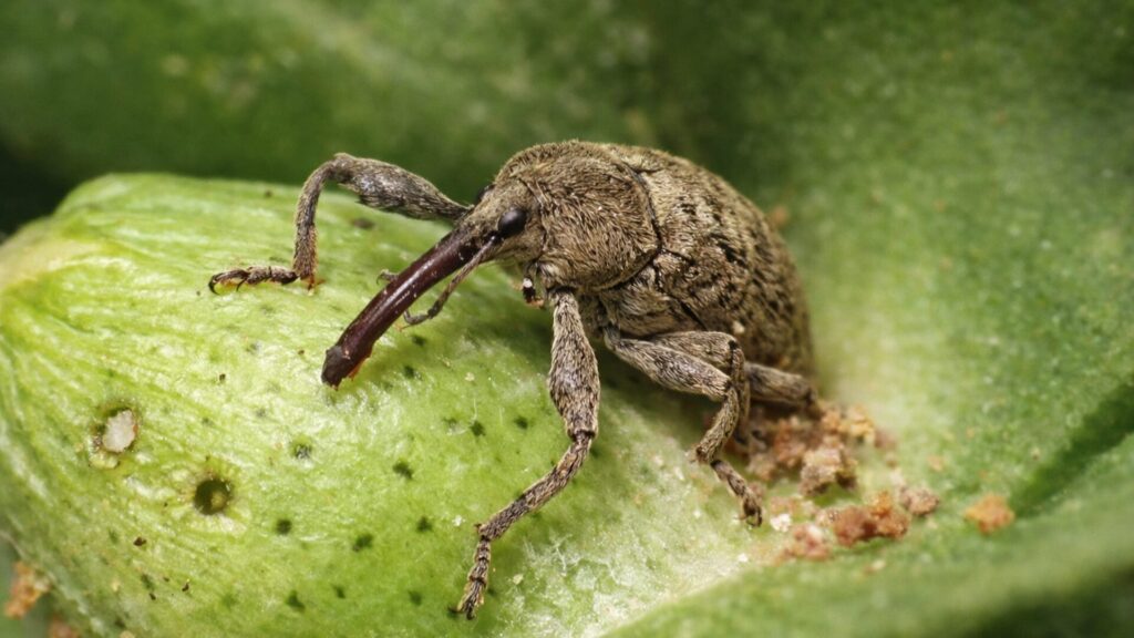 Bicudo-do-algodoeiro: manejo e controle Bicudo-do-algodoeiro: manejo e controle