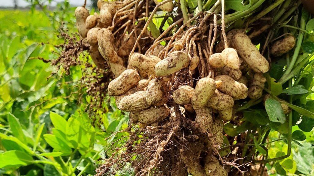 Doenças do amendoim Doenças do amendoim