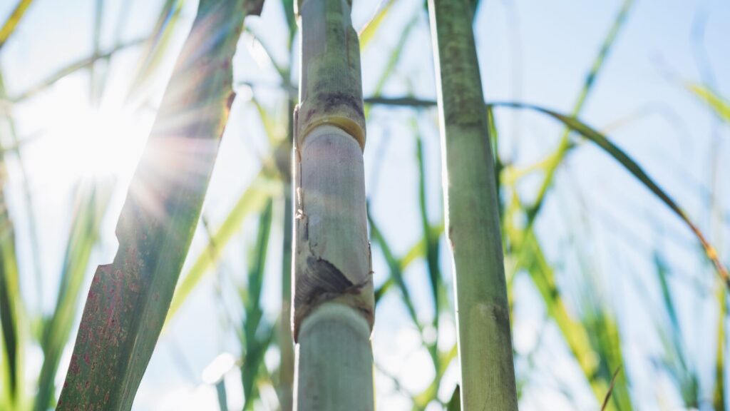 Colheita de cana de açúcar