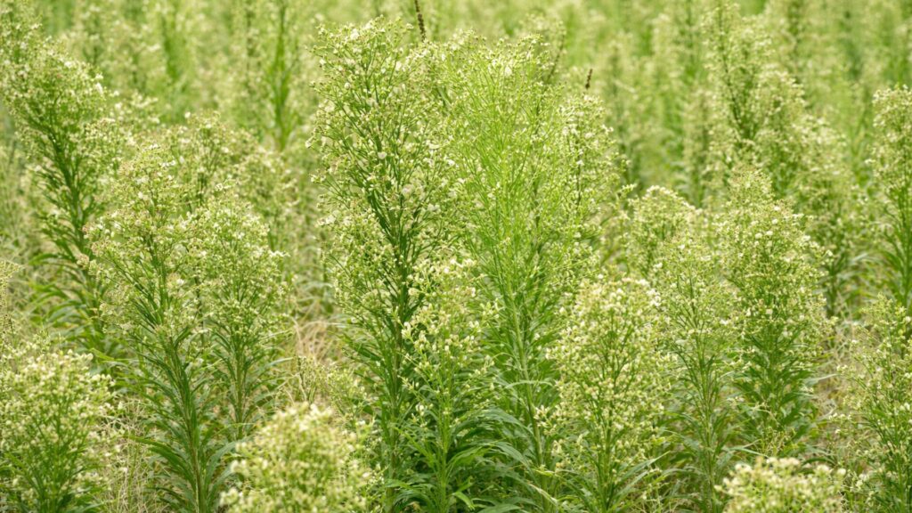 Controle de buva Controle de buva