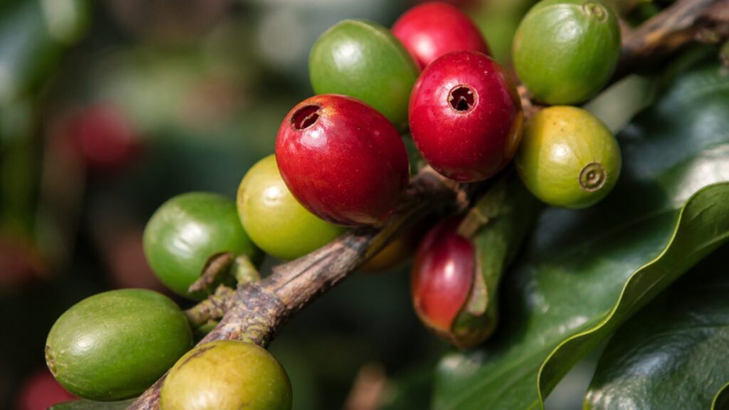 Praças do café