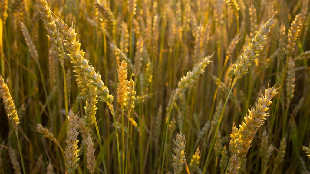 Guia completo do cultivo do trigo: quando plantar, pragas, doenças e manejo ideal