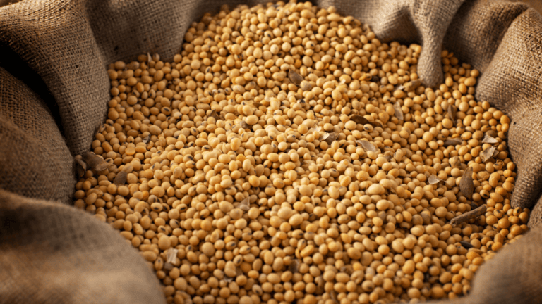 Tratamento de sementes: como avaliar vigor e germinação